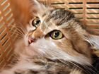 Кот красавец, ласковый, 3 месяца объявление продам