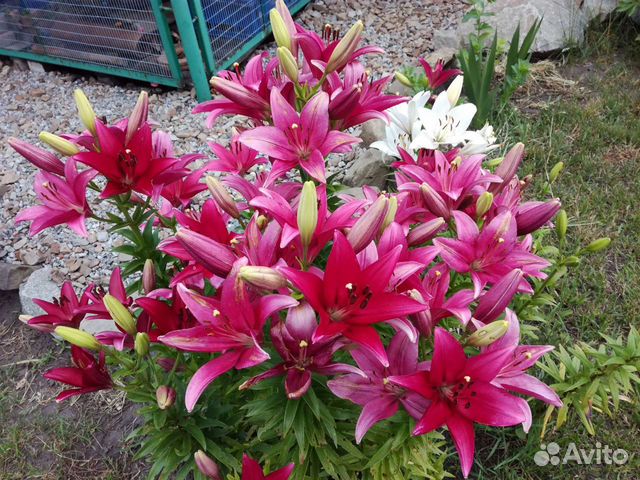 Лилии, лилейник и другие многолетники