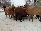 Овцы- Бараны Эдильбай Курдючные объявление продам