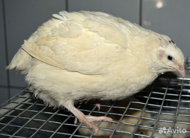 Перепела Техасские