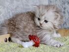 Серебристо-шоколадный котёнок объявление продам