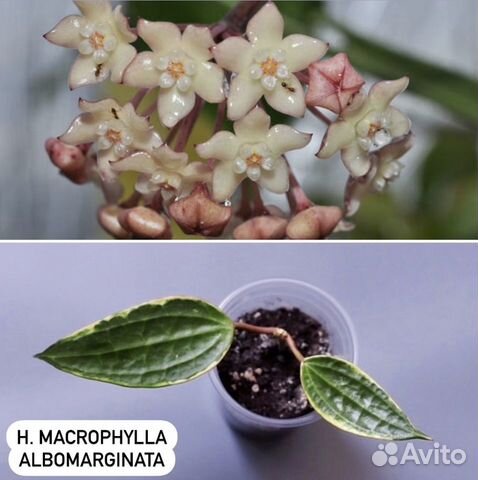 Хойя более 50 сортов