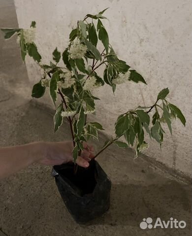 Дёрен Жасмин