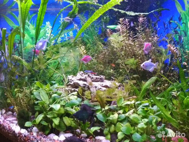 Аквариум под ключ