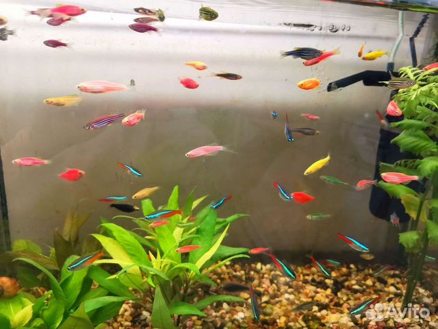 Тернеции гло glofish, данио гло