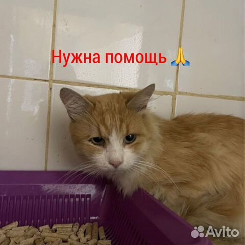 Рыжий Котик в добрые руки