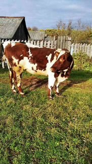 Айширская корова - фотография № 2