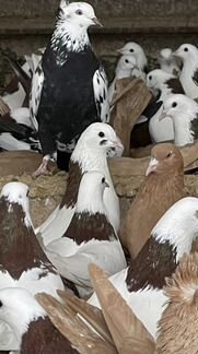 Голуби бойные армянские шейки с лентой