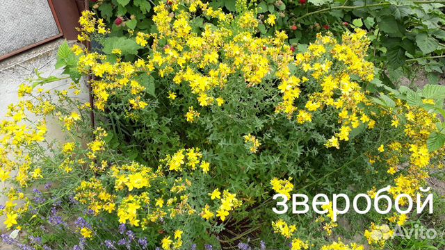 Саженцы пряных трав