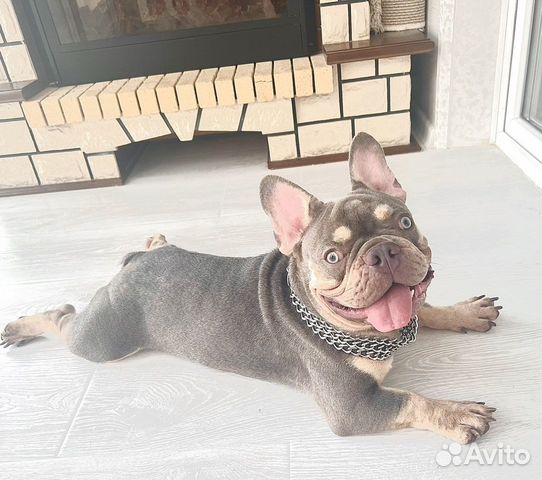 Вязка в Москве