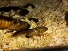 Мадагаскарские тараканы