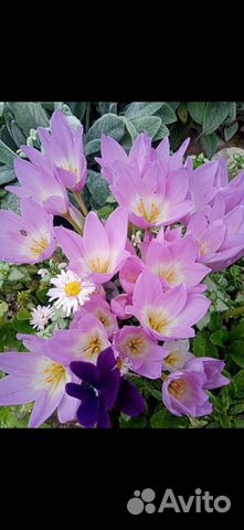 Пионы, почвопокровники,хрезантемы