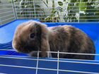 Голландский вислоухий кролик продам