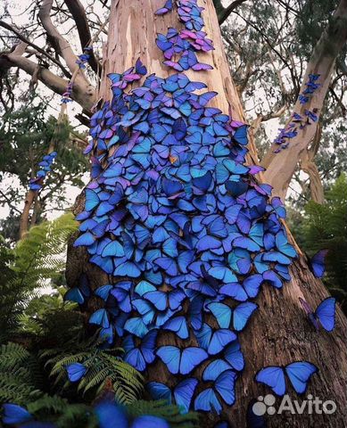 Бабочка птицекрылка paradise