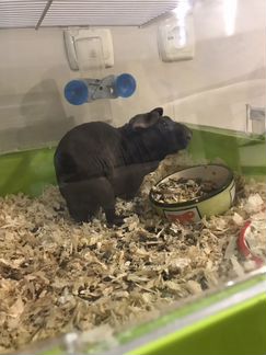 Гостиница для животных