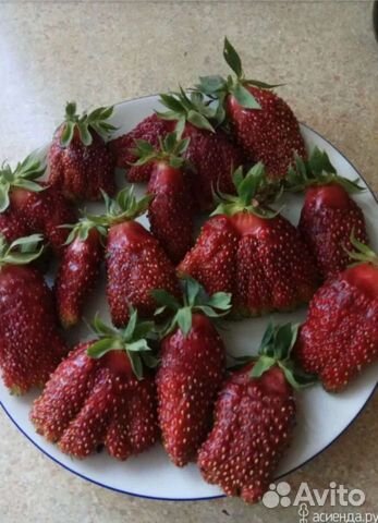 Купчиха рассада