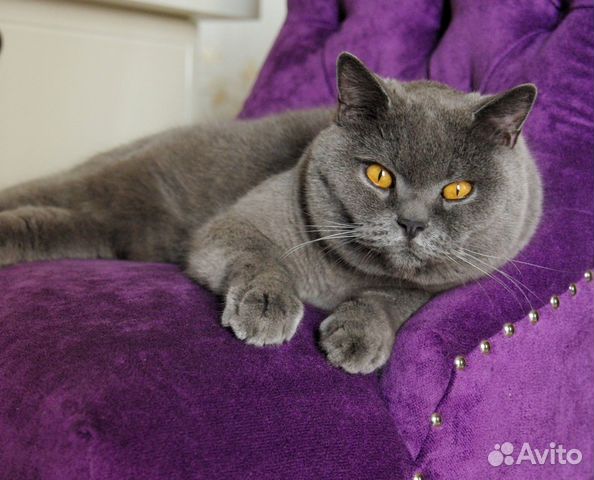 Домашняя передержка кошек