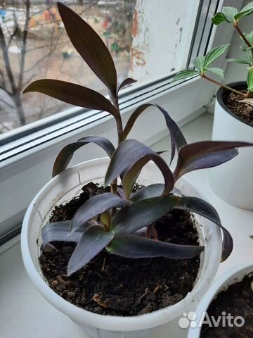 Сеткреазия пурпурная (традесканция)