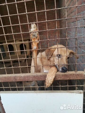 Человек, спасите собачек с чёрного приюта