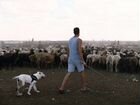 Ищу партнера в овечью ферму, возьму в долю объявление продам
