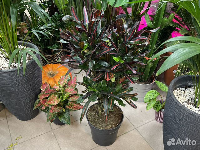 Кротон кодиеум 120см