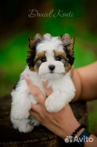 Щенки Бивера