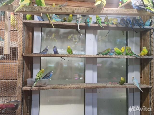 Продам попугаев