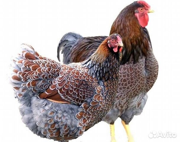 Виандот золото-голубо-окаймлённый