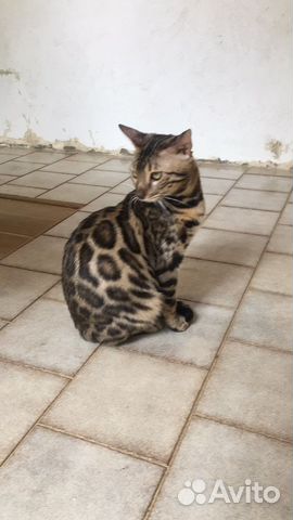 Бенгальские котята - милота зашкаливает