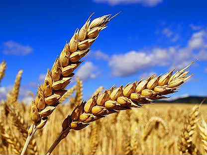 Зерно пшеница ячмень кукуруза оптом