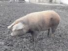 Продам свиней живым весом объявление продам