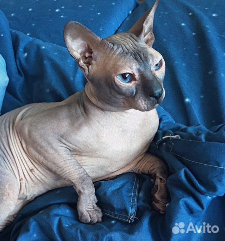 Вязка сфинкс