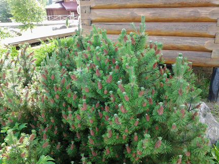 Саженцы деревьев и кустов, цветы