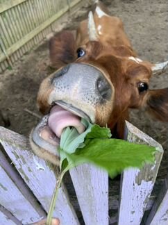 Корова Джерси айшир молочная бык нетель телята - фотография № 1