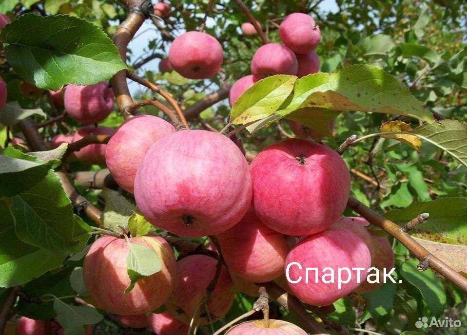 Яблоня осенняя Бессемянка Мичуринская