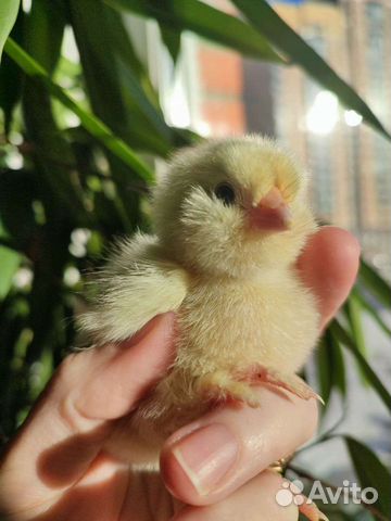 Цыплята фавероль,лакеданзи