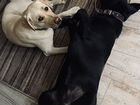 Собаки щенки лабрадор ретривер объявление продам