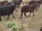 Овцы баранчики ягнята объявление продам