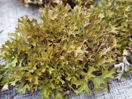 Цетрария лечебная, пармелия, кладония