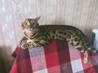 Бенгальский кот, вязка объявление продам