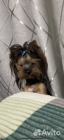 Йоркширский терьер