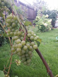 Саженцы и черенки винограда