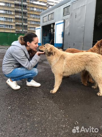 Зоотакси 24/7 перевезем от маленьких до больших