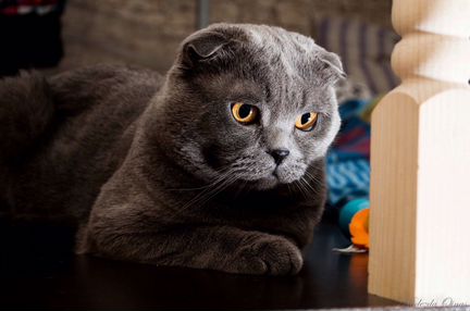 Вязка с вислоухим британским котом