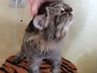 Персидская кошки в добрые руки бесплатно объявление продам