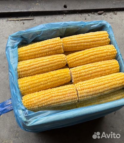Кукуруза в початках
