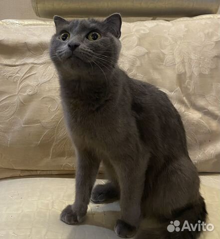 Отдам котят. Родились 16.12.22., к латку приучены