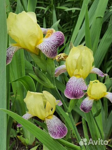 Растения садовые многолетние