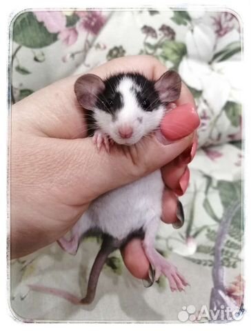 Крыска крыса хаски дамбо