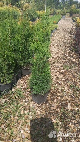 Туя смарагд